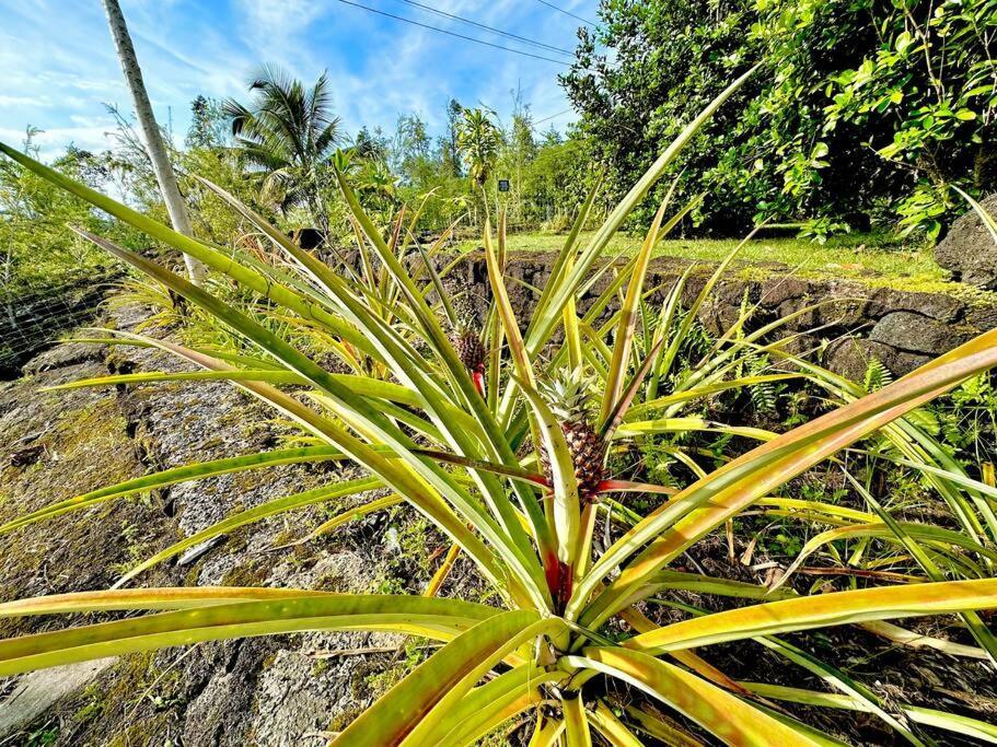 Puna Zen Botanical Garden Retreat Keaau Extérieur photo