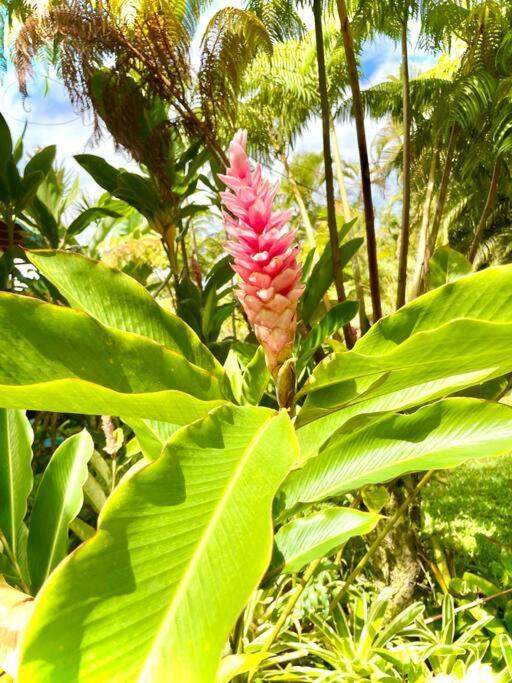 Puna Zen Botanical Garden Retreat Keaau Extérieur photo